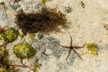 Hint Okyanusu 'ndaki sualtı yaban hayatı, sahil, deniz kestaneleri, mercanlar ve yosunlu deniz yosunu.
