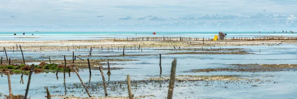 Panorama Alger Odling Indiska Oceanen Nära Zanzibar — Stockfoto