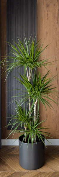 Dracaena plant in living room corner, with wooden walls and floor, vertical panorama