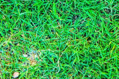 Yeşil çim detay doğa