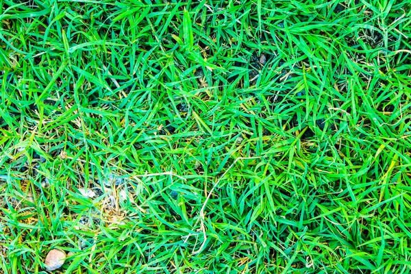 Zielona trawa szczegółowo charakter — Zdjęcie stockowe