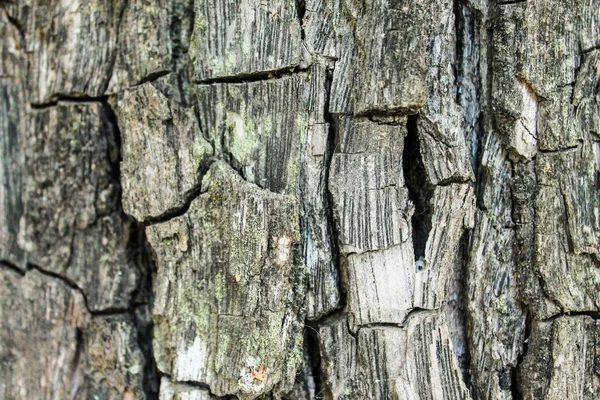 Gepelde Trunk boom-Detail — Stockfoto