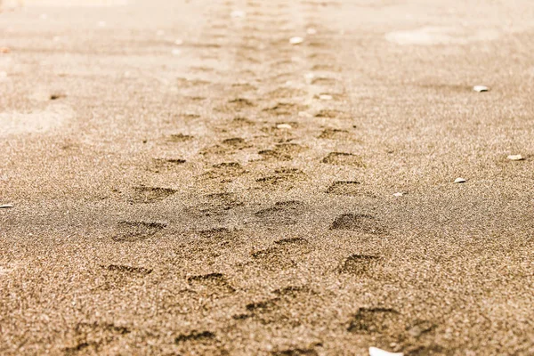 Wheel Mark in the Beach Sand — Stock Photo, Image