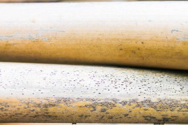 Reed kamışı sarı