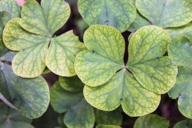 Yonca alan doğa arka plan