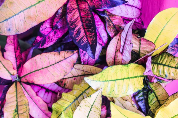 Sonbaharda yapraklar arka plan