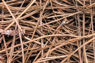 Kara Orman arka plan detay