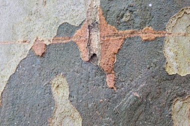 Gövde Ağacı arka plan detay