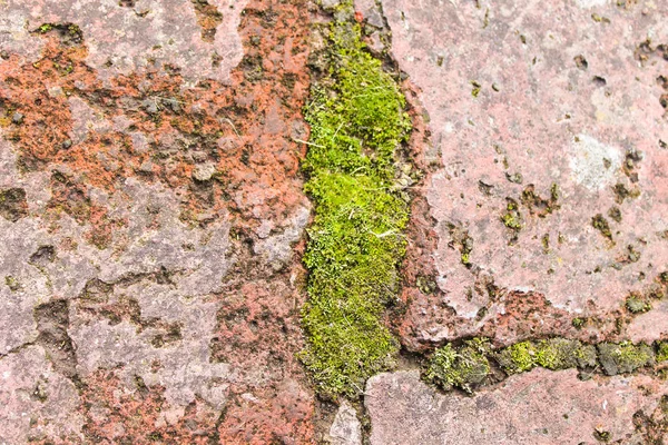 Деталь бетона Мосса — стоковое фото