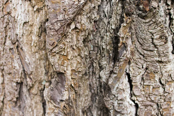 Tree Trunk achtergrond Nature — Stockfoto