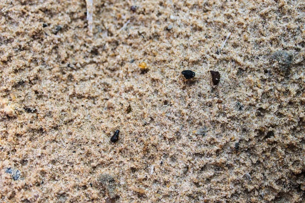 Superfície de fundo de detalhes de areia — Fotografia de Stock