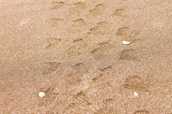 Wheel Marks in the Beach — Stock Photo, Image