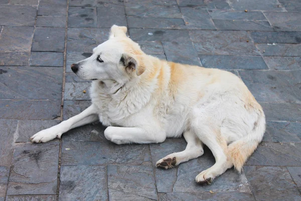 Собака на улице — стоковое фото