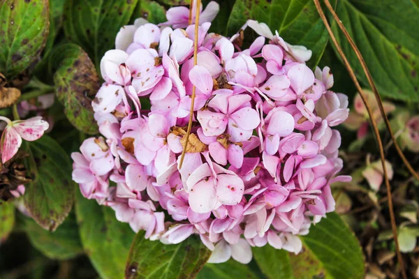 Chrysantemum wszystko w kolorze różowym — Zdjęcie stockowe