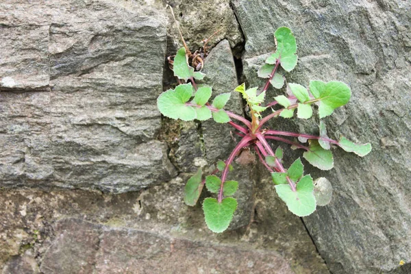 Roślina w mur — Zdjęcie stockowe