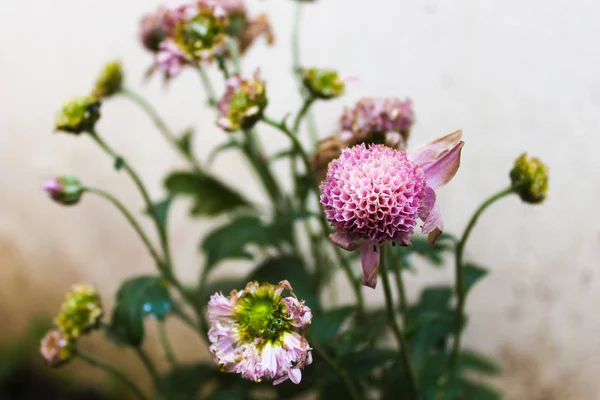 Chrysantemum ayrıntılı olarak Violet — Stok fotoğraf