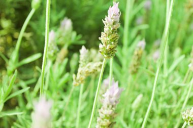 Lavanta arka plan doğa detay