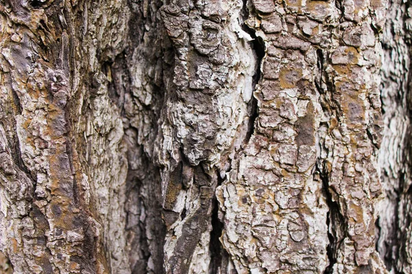 Stam hout getextureerde Detail — Stockfoto
