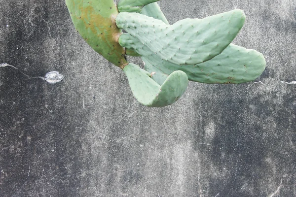 Kaktus w przyrodzie ściany — Zdjęcie stockowe