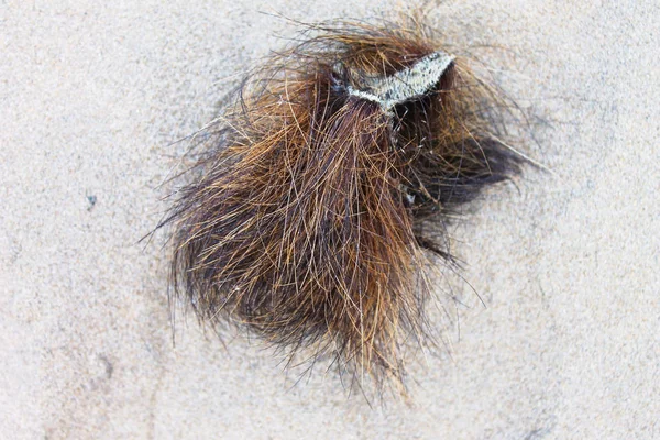 Praia da planta Detalhe da natureza — Fotografia de Stock