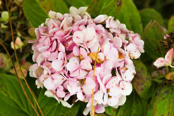 Pembe Chrysantemum Bankamatik detay — Stok fotoğraf