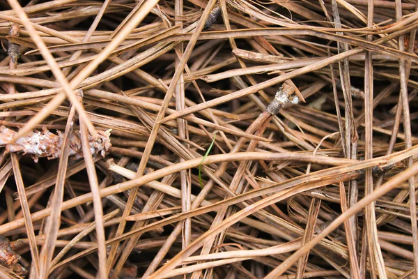 Forest Ground Closeup Background — Stock Photo, Image