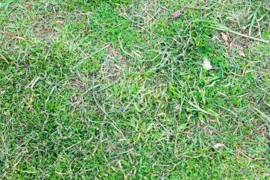 Çim yeraltı doğa yüzey