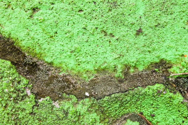 Бетонное асфальтовое основание в зеленом — стоковое фото