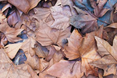 Yaprakları arka plan doğa yüzey