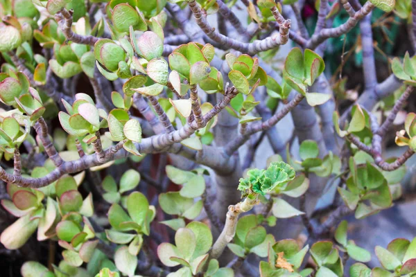 Plano de fundo da natureza do detalhe da planta — Fotografia de Stock