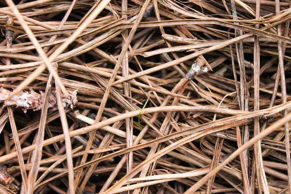 Forest Ground Background Detail — Stock Photo, Image