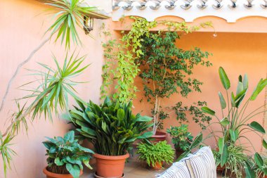 Avlu ayrıntı bitkiler veranda