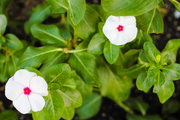 Vit blomma detalj blomma — Stockfoto