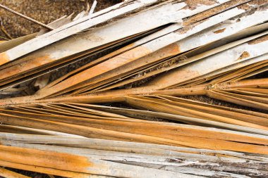 Palmiye dalı ayrıntı yüzey