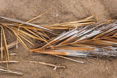 Palmiye dalı ayrıntılı arka plan