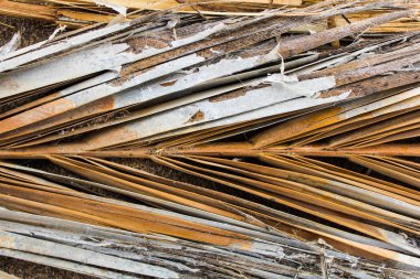 Palmiye ağacının ayrıntı yüzey