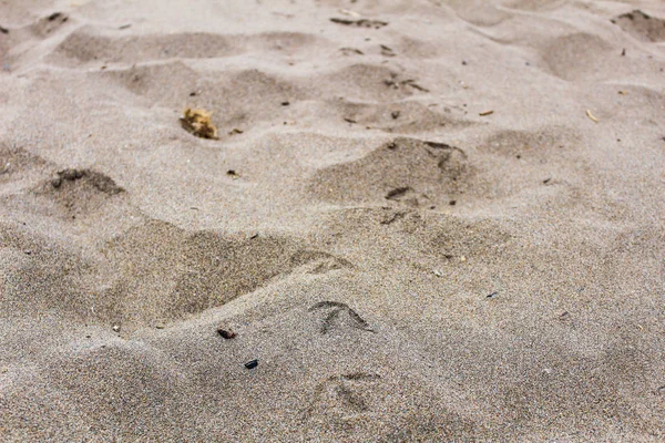 Birds Tracks in the Sand — Stock Photo, Image