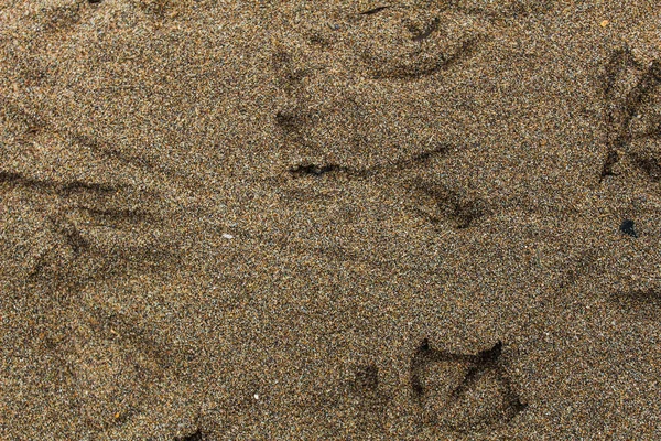 Ptáci stopy v písku — Stock fotografie