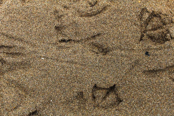Birds Tracks in the Sand — Stock Photo, Image