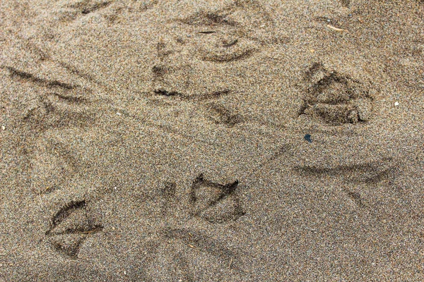 Ptáci stopy v písku — Stock fotografie