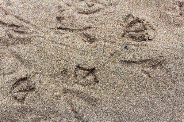 Pistas de aves en la arena —  Fotos de Stock