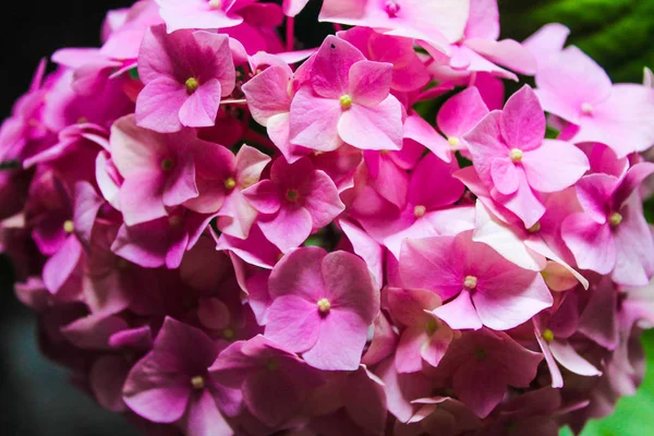 Fábrica de detalhes de hortênsia rosa — Fotografia de Stock