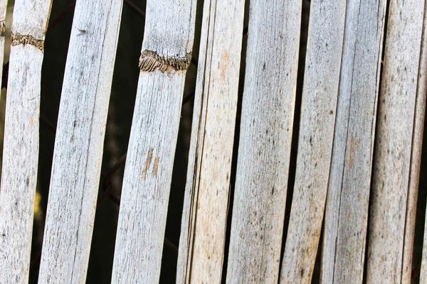 Fondo de caña Naturaleza Superficie — Foto de Stock