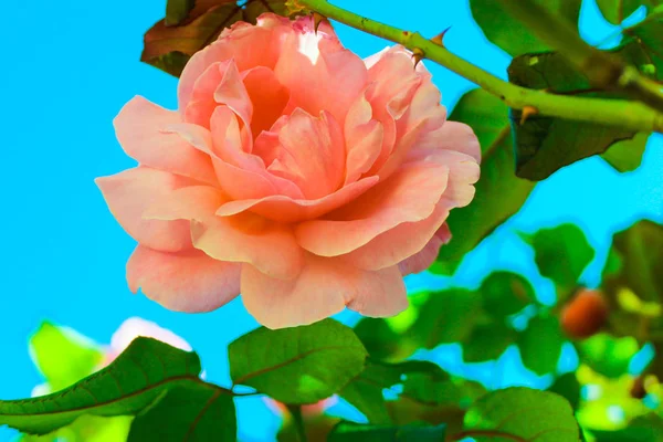 Rosa rosa en un fondo azul — Foto de Stock