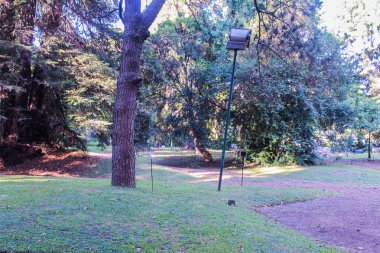 Park Detayları Bahçesi Ağaçları