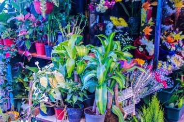 Çiçekçi Dükkanı Renkli