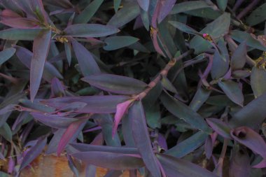 Bitkilerin Arkaplan Deseni Yüzeyi