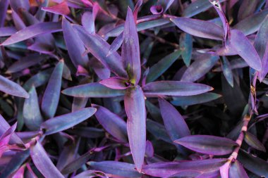 Bitkilerin Arkaplan Yeşil Deseni