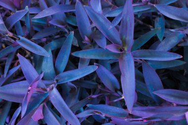 Bitkilerin Arkaplan Yeşil Ayrıntıları