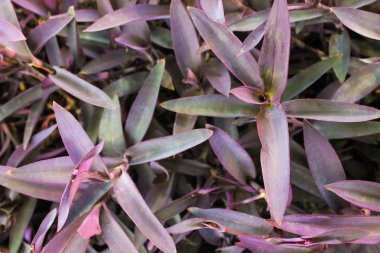 Bitkilerin Arkaplanı Yeşil Doğa